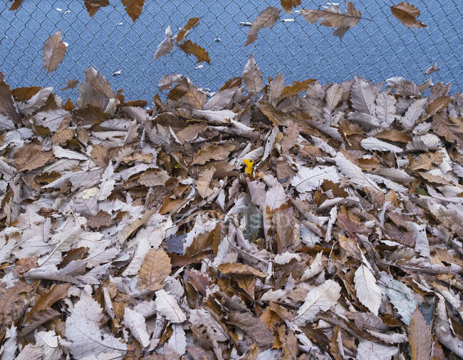 Heap de folhas de outono sopradas contra uma cerca de elo de corrente — Fotografia de Stock