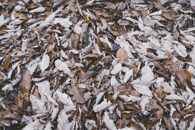 Montón de hojas secas de otoño marco completo - foto de stock