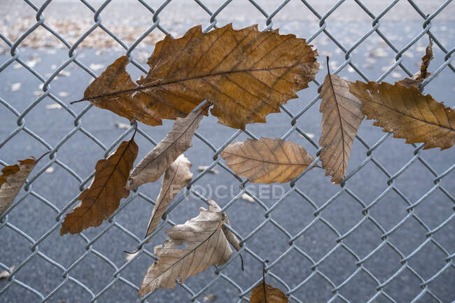 Deixa folhas de outono em uma cerca de grade de metal — Fotografia de Stock