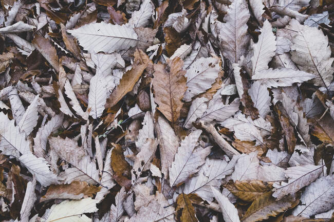 Montón de hojas secas de otoño - foto de stock