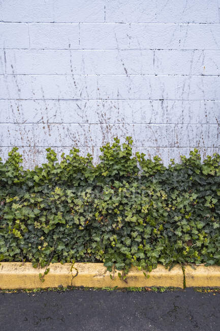 Green ivy plant growing up a wall — Stock Photo