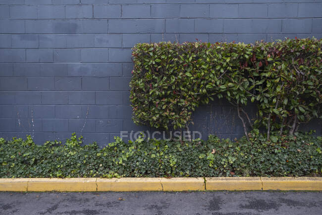 Lierre vert plante poussant sur un mur — Photo de stock
