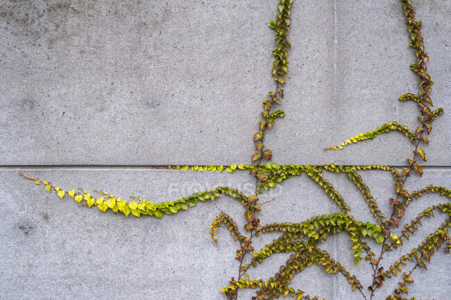 Виноград растет вдоль бетонной стены здания, осень — стоковое фото