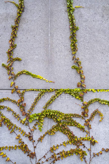 Videira crescendo ao longo da parede do edifício de concreto, outono — Fotografia de Stock