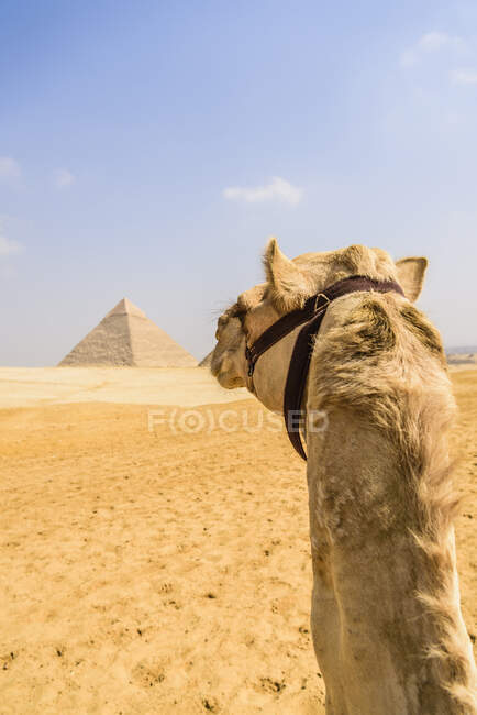 Kamel in Gizeh, eine Pyramide im Hintergrund am Stadtrand von Kairo. — Stockfoto
