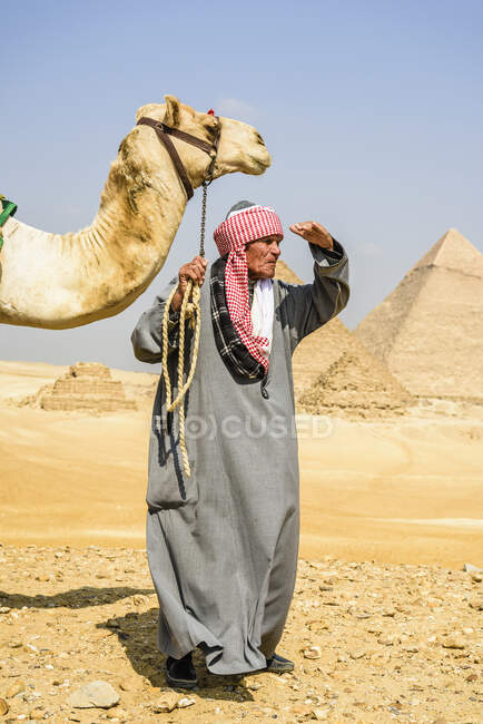 Un guía turístico sosteniendo un camello en un halter, mirando a su alrededor, en el sitio de la pirámide en Giza. - foto de stock