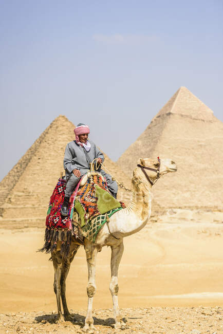 Tres pirámides, monumentos y tumbas funerarias de los faraones Khufu, Khafre y Menkaure, un guía turístico montando un camello - foto de stock