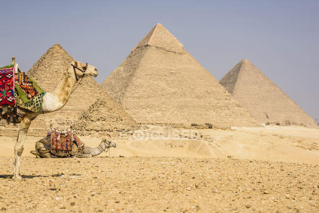 Три пирамиды, памятники и могилы фараонов Хуфу, Хафре и Менкауре. — стоковое фото
