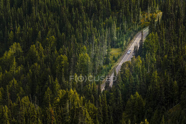 Vista aérea de un camino de tierra a través de un espeso bosque en el Parque Nacional Olímpico. - foto de stock