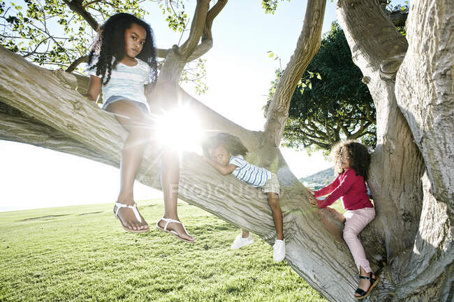 Молодая девушка смешанной расы со своей младшей сестрой и братом, забралась на дерево — стоковое фото