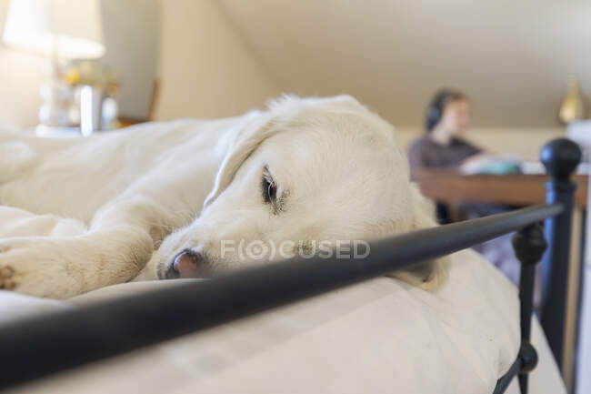 Golden Retriever sleeping on bed as teenage girl working in home office space — Stock Photo