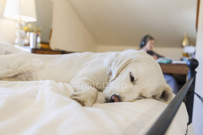 Golden Retriever durmiendo en la cama como adolescente trabajando en el espacio de oficina en casa - foto de stock