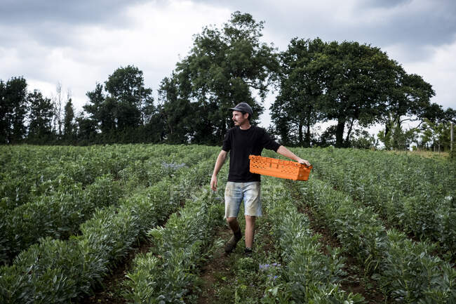Hombre caminando a través de un campo de verduras, llevando una caja de plástico naranja. - foto de stock