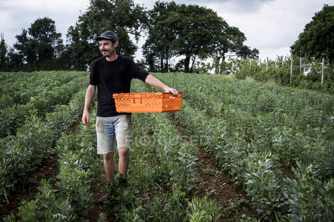 Homem caminhando através de um campo vegetal, carregando caixa de plástico laranja. — Fotografia de Stock