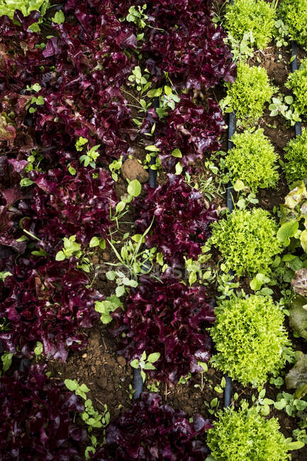 High angle close up of selection of salad leaves growing in a field. — Stock Photo