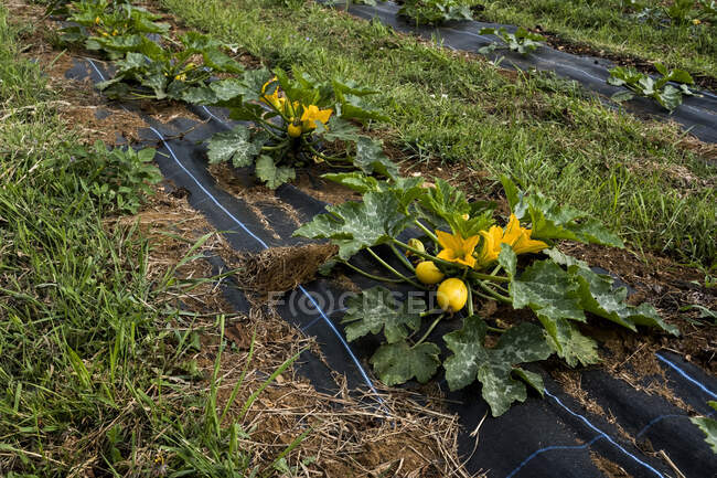 High angle view of irrigation hose running along rows of yellow marrows on a farm. — Stock Photo