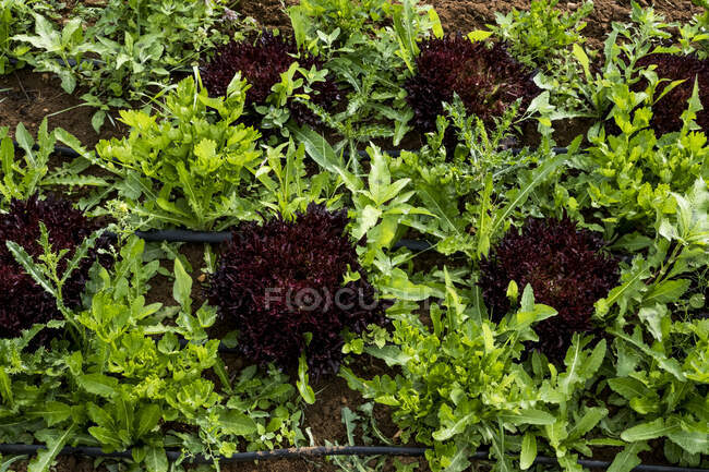 Alto ángulo de cerca de las verduras de hoja que crecen en un campo. - foto de stock