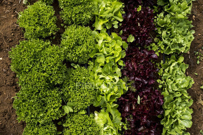 Großaufnahme einer Auswahl von Salatblättern, die auf einem Feld wachsen. — Stockfoto