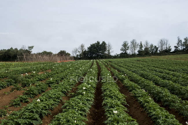 Vista ao longo de fileiras de plantas de batata em uma fazenda. — Fotografia de Stock