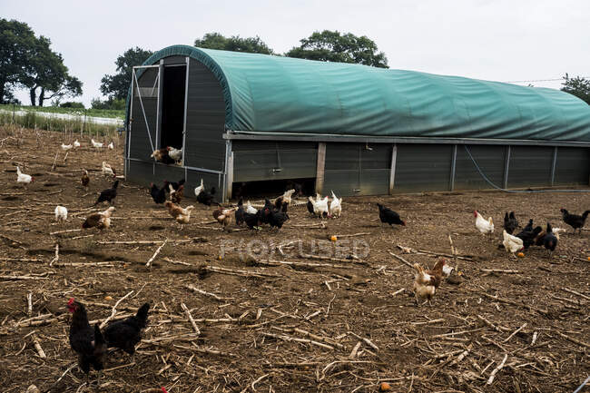 Flock of chickens around a chicken coop on a farm. — Stock Photo