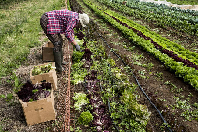 El hombre cosecha hojas de ensalada en una granja. - foto de stock
