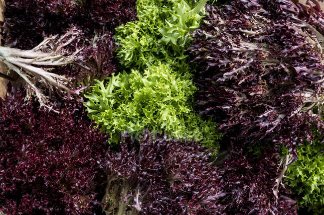 Alto ángulo de primer plano de hojas de ensalada verde y púrpura recién recogidas. - foto de stock