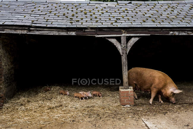 Tamworth semeia com seus leitões em um celeiro aberto em uma fazenda. — Fotografia de Stock