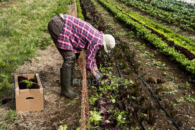 Чоловік збирає листя салату на фермі.. — стокове фото