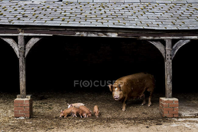 Tamworth-Sau mit ihren Ferkeln im offenen Stall auf einem Bauernhof. — Stockfoto