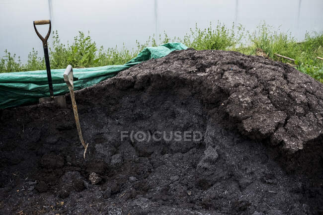 Two pitchforks in a heap of manure on a farm. — Stock Photo