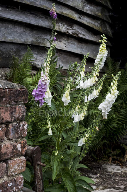 Close up of white and pink foxgloves against brick wall with wooden cladding. — Stock Photo