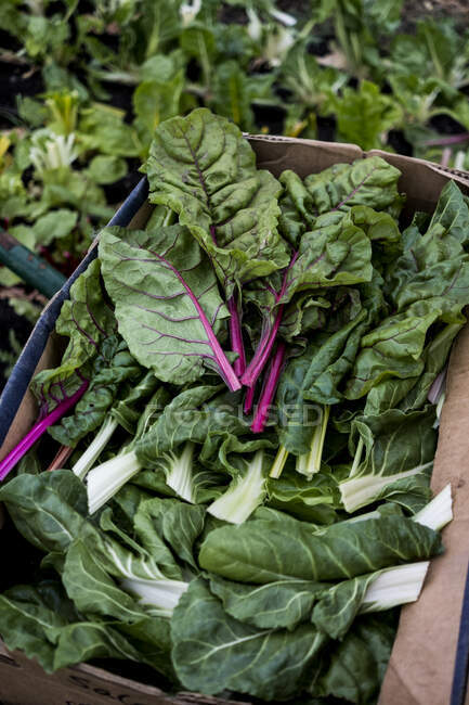 High angle close up of freshly picked leaf vegetables in cardboard box. — Stock Photo