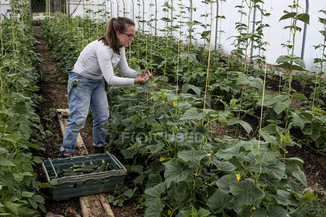 Woman standing in a poly tunnel, picking courgettes. — Stock Photo