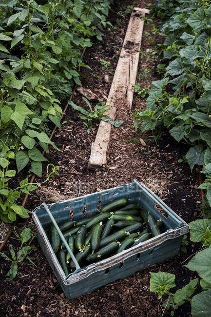 Großaufnahme von frisch gepflückten Zucchini in blauer Plastikkiste. — Stockfoto