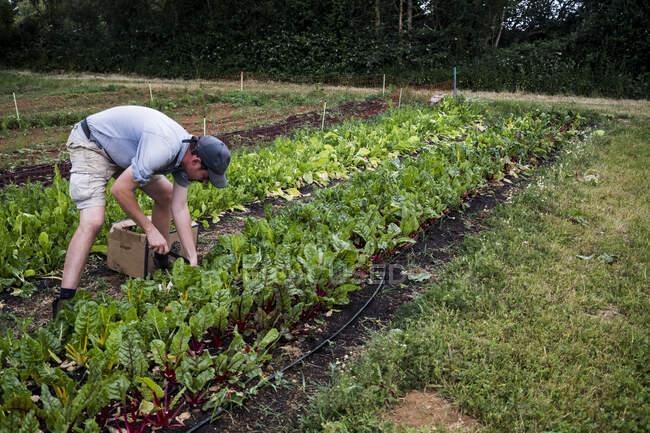 Uomo che raccoglie verdure in foglia in un'azienda agricola. — Foto stock