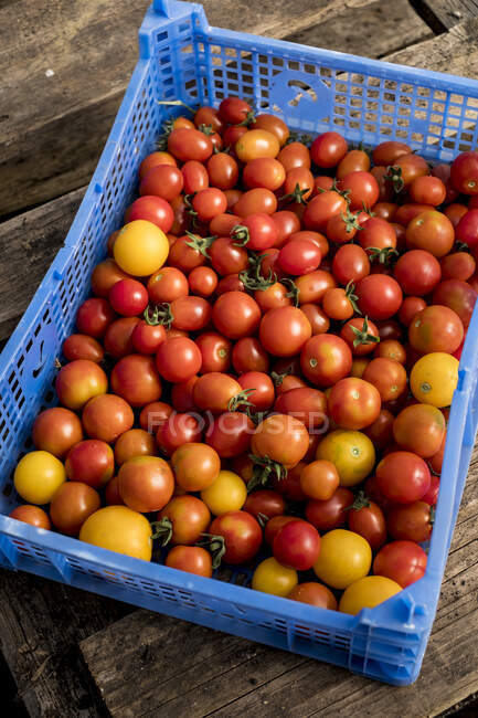 Alto ângulo de perto de tomates cereja recém-colhidos em caixa de plástico azul. — Fotografia de Stock