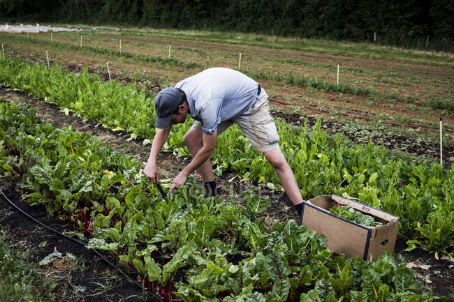 Man Harvesting Leaf Vegetables On A, Farmer D Organics