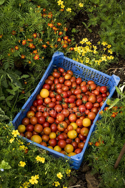 Gros plan grand angle des tomates cerises fraîchement cueillies dans une caisse en plastique bleu. — Photo de stock
