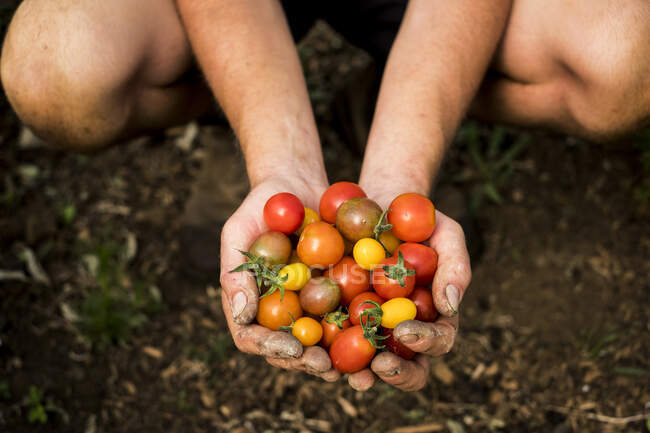 Высокий угол съемки лица, держащего в руках кучу свежесобранных помидоров черри. — стоковое фото