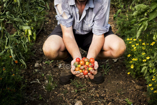 Високий кут крупним планом людини, що тримає купу свіжоспечених вишневих помідорів . — стокове фото