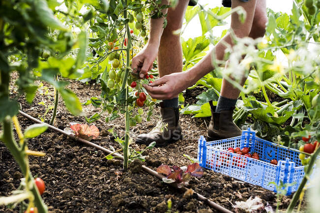 Високий кут крупним планом людина збирає вишневі помідори на фермі . — стокове фото