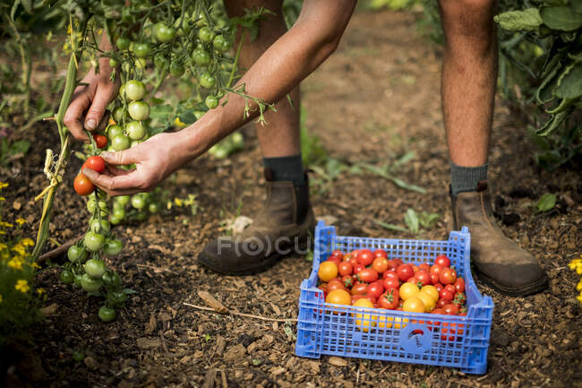 Высокий угол съемки человека, собирающего помидоры черри на ферме. — стоковое фото