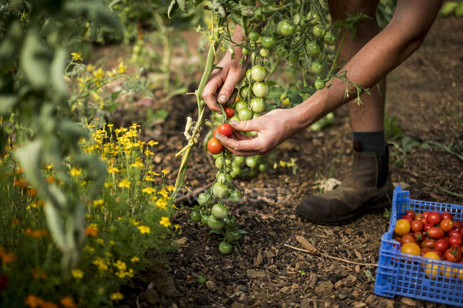 High angle close up of person picking cherry tomatoes on a farm. — Stock Photo