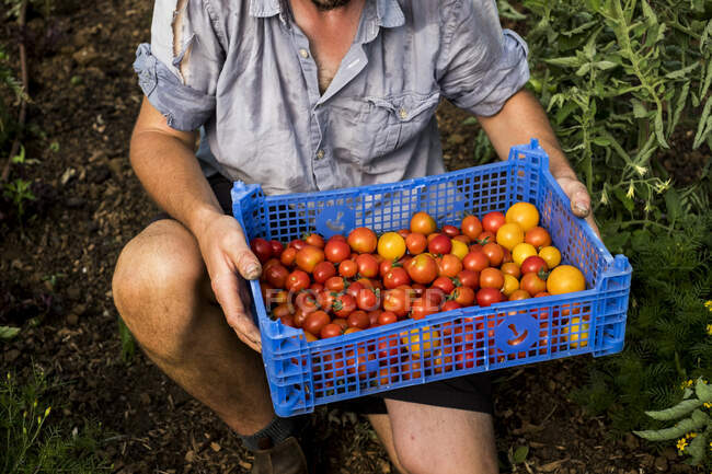 Високий кут крупним планом людина тримає блакитну пластикову ящик зі свіжо підібраними вишневими помідорами . — стокове фото