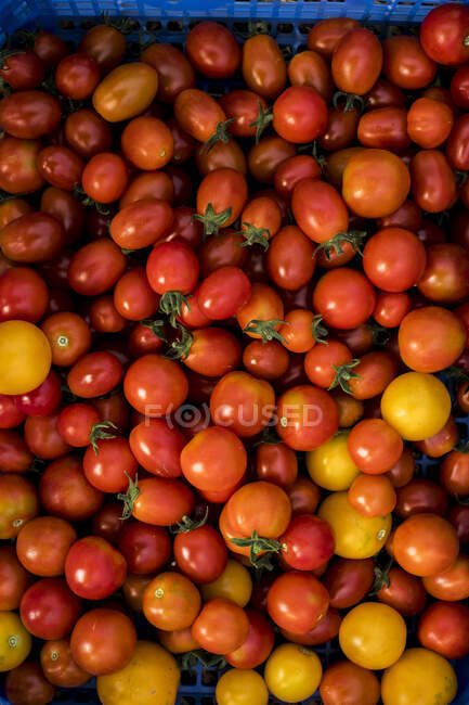 Высокий угол крупным планом свежесобранных помидоров черри. — стоковое фото
