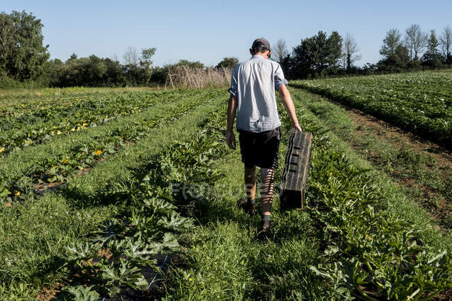 Rückansicht eines Mannes, der auf einem Bauernhof an Gemüsereihen entlanggeht. — Stockfoto