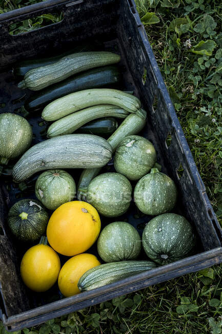 High angle close up of freshly picked yellow and green marrows and courgettes. — Stock Photo