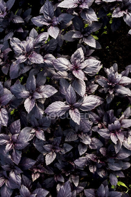 Hohe Nahaufnahme von frischem lila Basilikum, voller Rahmen. — Stockfoto