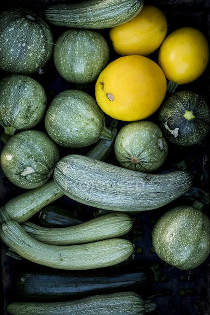 High angle close up of freshly picked yellow and green courgettes. — Stock Photo