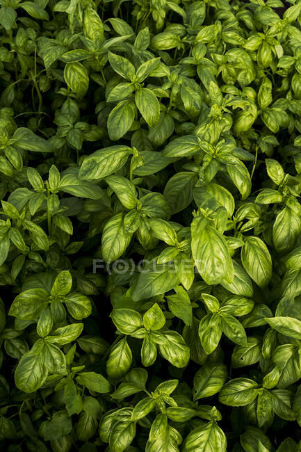 Grand angle gros plan de basilic vert frais, plein cadre. — Photo de stock